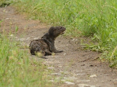 Hydrictis maculicollis