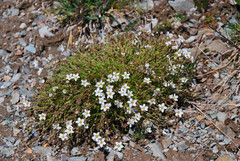 Sabulina uralensis