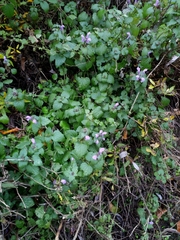 Lamium maculatum