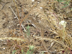 Acanthodactylus boskianus asper