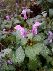 Lamium maculatum