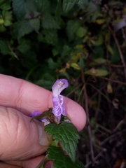 Lamium maculatum