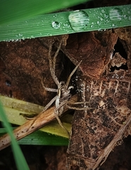 Pisaura mirabilis