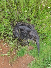 Hydrictis maculicollis