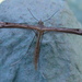 Stenoptilia millieridactyla - Photo (c) steve_orridge, algunos derechos reservados (CC BY-NC), subido por steve_orridge