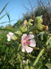 Althaea armeniaca