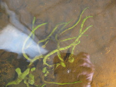 Ephydatia fluviatilis