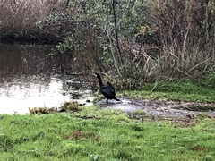 Phalacrocorax carbo