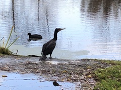 Phalacrocorax carbo