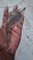 Pseudobatos percellens