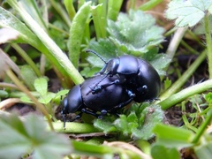 Timarcha tenebricosa