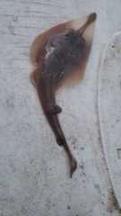 Pseudobatos percellens