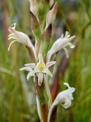 Satyrium stenopetalum