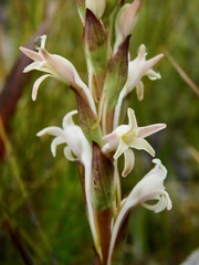 Satyrium stenopetalum