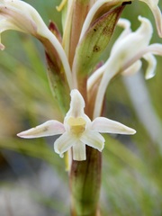 Satyrium stenopetalum
