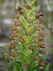 Brachycorythis macowaniana