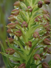 Brachycorythis macowaniana