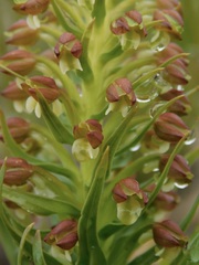 Brachycorythis macowaniana