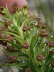 Brachycorythis macowaniana