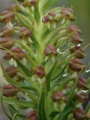 Brachycorythis macowaniana