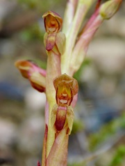 Disa reticulata