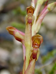 Disa reticulata