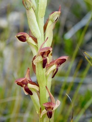 Disa reticulata