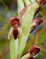 Disa reticulata