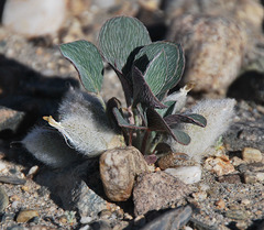 Astragalus monophyllus