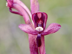 Disa ophrydea