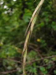 Elymus pendulinus