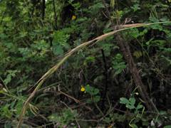 Elymus pendulinus