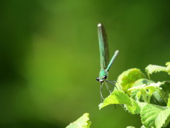 Calopteryx syriaca