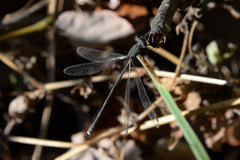 Lestes temporalis