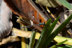 Lestes temporalis