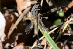 Lestes temporalis