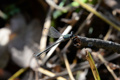 Lestes temporalis