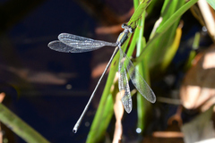 Lestes temporalis