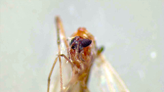 Diptera