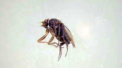 Diptera