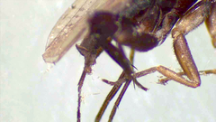 Diptera