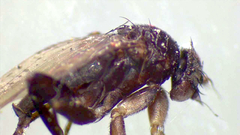 Diptera
