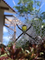Argiope submaronica