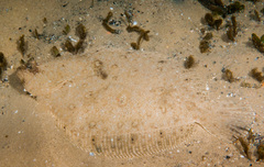 Pseudorhombus jenynsii