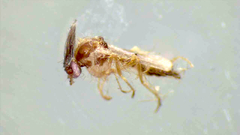 Ceratopogonidae