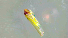 Cicadellidae