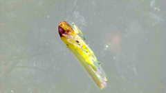 Cicadellidae
