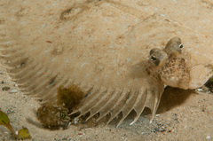 Pseudorhombus jenynsii