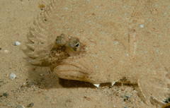 Pseudorhombus jenynsii