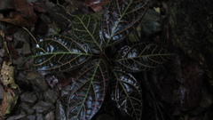 Echites rubrovenosus